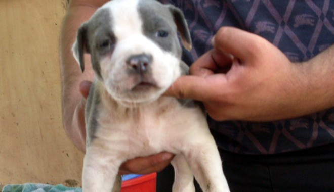 Veterinarul pe recepție - 14iulieveterinar-1310655114.jpg