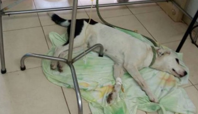 Povestea sfâșietoare a cățelului care a murit de tristețe după ce a fost abandonat pe un aeroport - 15106096544550941510610871sumari-1511091845.jpg