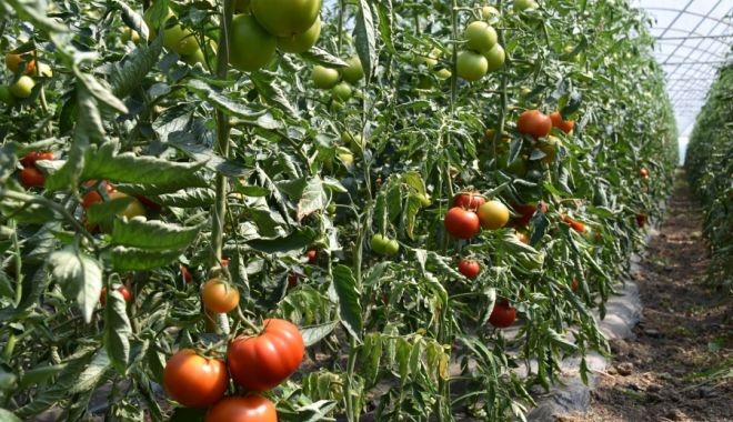 15.337 de producători de tomate au depus cereri de sprijin financiar - 15337deproducatoridetomateaudepu-1554322576.jpg