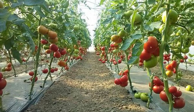 15.773 legumicultori, vor primi finanțare pentru producția de tomate - 15773legumicultorifinantare-1536062571.jpg