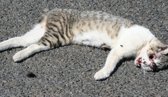 MASACRU în parcul din zona Abator din CONSTANȚA - 15deadcat-1382694276.jpg