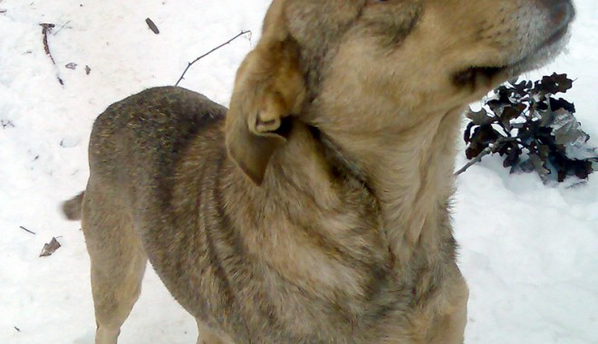 Și câinii tușesc de la frig - 15febveterinarbun-1329318843.jpg