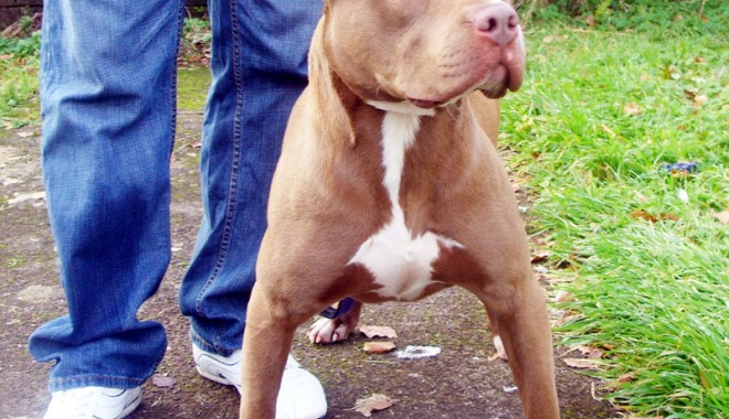 Pot să împrumut câinele? - 15iuliepotsaimprumutpitbull-1310733692.jpg