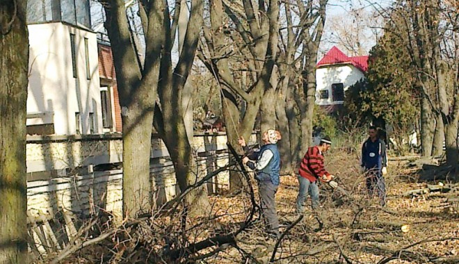 Cum obții OK-ul pentru tăierea pomului uscat - 15maitaierepomi-1368624685.jpg