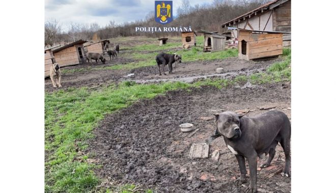CRUZIME ŞI TEROARE! Mascații au descins la șapte locații unde erau mutilate animale