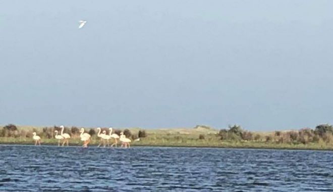 INEDIT! PĂSĂRI FLAMINGO ÎN DELTA DUNĂRII - 16iunieflamingoindelta-1592296279.jpg