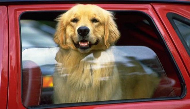Plimbarea câinelui cu mașina, un calvar? - 16martieveterinar-1331911932.jpg
