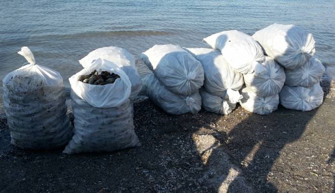 16 saci plini cu rapană, confiscați de ofițerii Gărzii de Coastă - 16saciplinicurapana-1437672673.jpg