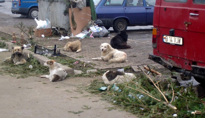 De groază! Sute de boli transmise de la animal la om (I) - 16septfond1-1316203150.jpg