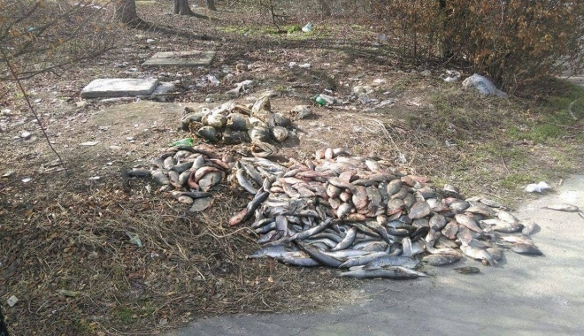 Zeci de kilograme de pește, descoperite în zona stadionului Badea Cârțan, - 17195495138322719836672991868169-1488819864.jpg