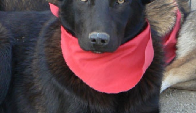 Veterinarul pe recepție - 17novveterinar-1321545567.jpg