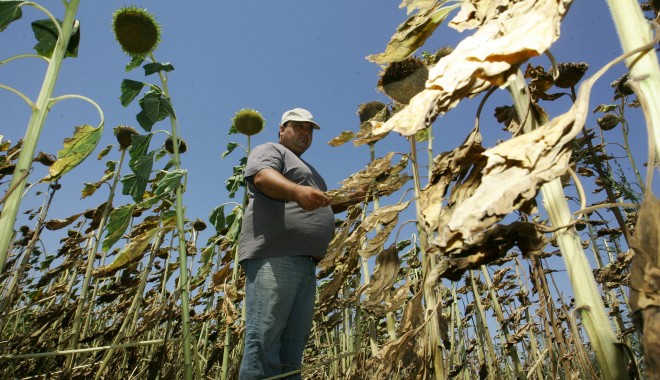 Nota pentru seceta din 2012: 800 de milioane de euro - 18floareasoareluivsd5e19645b2-1347449499.jpg