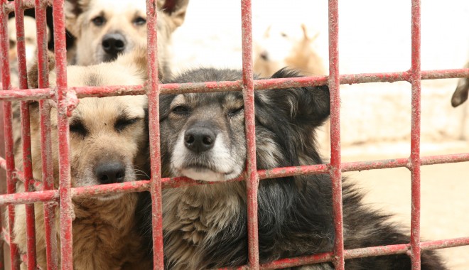 Mașina hingherilor, atacată de o iubitoare de animale din Constanța - 18martiemasinahingheri-1395137120.jpg