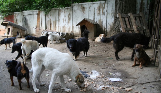 Știți câte boli trec de la animale la oameni? (II) - 18septfond2pag7-1316368546.jpg