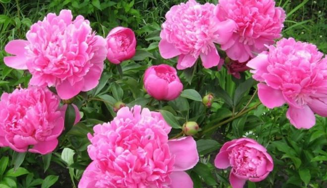 Bujorul devine, oficial, Floare Naţională - 199562bujoriisuntsupranumitiflor-1666782628.jpg