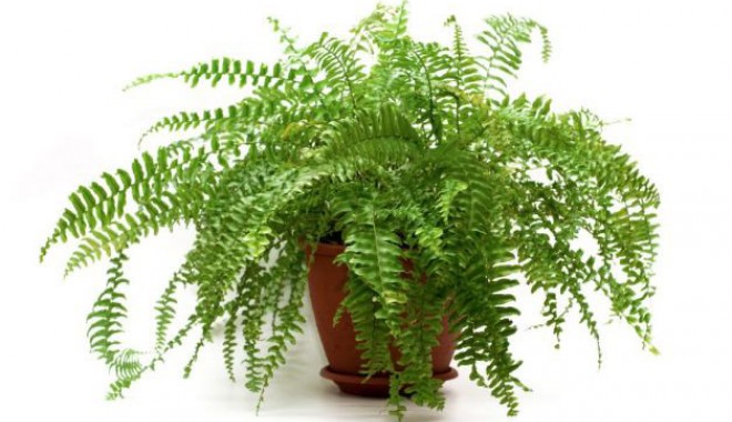 Plante care…  se întrețin singure - 19augplanteusorintretinut-1376923114.jpg