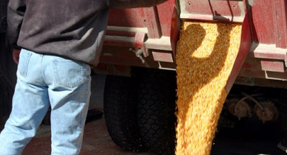 Mafia cerealelor înșeală statul chiar și la tărâțe - 19caaed3883127ebb94333f2a5c81f80.jpg