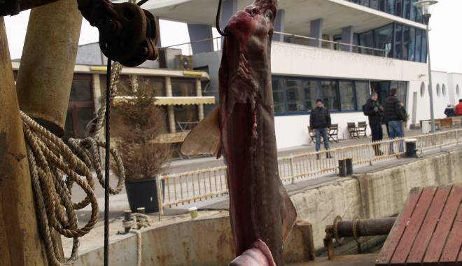 GALERIE FOTO / O tonă și jumătate de calcan și rechin, confiscată de Garda de Coastă - 19ianuarierechincalcan1-1421659644.jpg