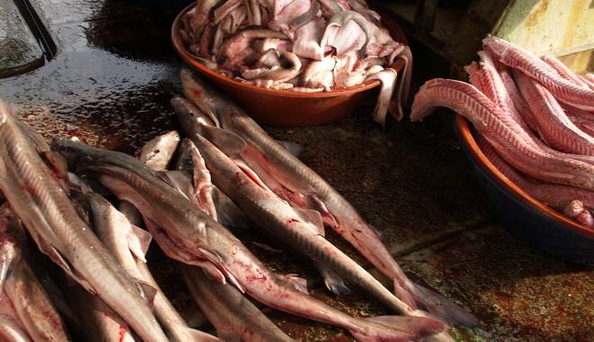 GALERIE FOTO / O tonă și jumătate de calcan și rechin, confiscată de Garda de Coastă - 19ianuarierechincalcan3-1421659676.jpg