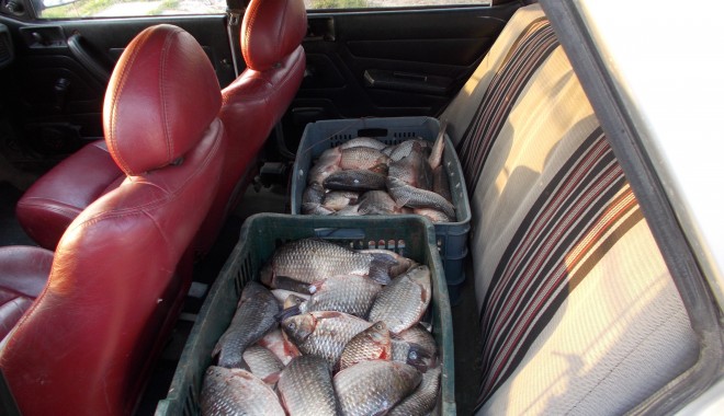 Sute de kilograme de pește confiscate de polițiștii de frontieră - 1apriliepesteconfiscat-1396349783.jpg