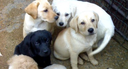 Veterinarul pe recepție - 1b9a2958ea60ecfadb3e39071801675f.jpg