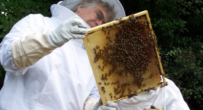 Veninul de albine tratează de toate, de la negi la cancer - 1c8fc566f7a2ea925bddbd463251c550.jpg