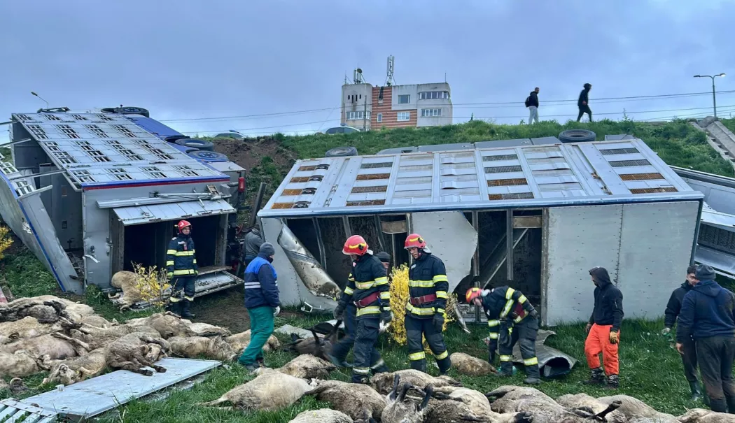 Noi informații despre camionul răsturnat la Năvodari. 160  de ovine au murit - 1c91a6321f1c43b1b66ce747a93bcca0-1776761770.webp
