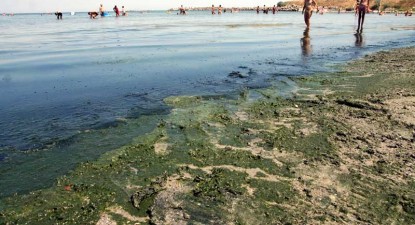 Plajele litoralului românesc, sufocate de alge - 1cc27fcb2c4f78845486607056ac1e05.jpg