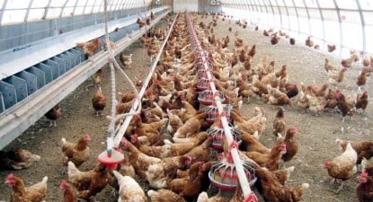 Piața autohtonă a produselor avicole ar putea încheia anul 2009, cu o creștere de 15% - 1d89489ef93142f71ad9a0cd7cba45d1.jpg