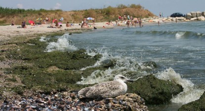 Cercetătorii caută investitori pentru îngrășământul realizat din nămol și alge marine - 1f3f06e84308d0358db062ec5df47998.jpg