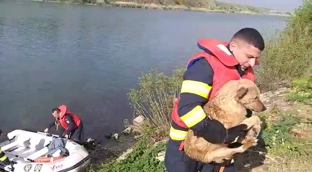 Câine salvat de pompieri din Canalul Dunăre Marea Neagră - 1maicainesalvat-1588323934.jpg