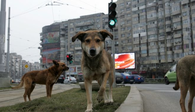 PROBLEMA CÂINILOR VAGABONZI LOVEȘTE DIN NOU! Persoană mușcată în timp ce alerga, DECLARATĂ MOARTĂ - 20120921cainilapiataobor4rsz-1674295299.jpg