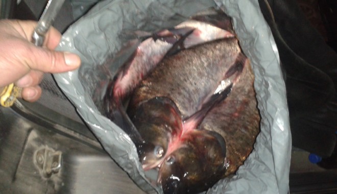 Sute de kilograme de pește, confiscate la Mangalia - 20130423224956-1366820069.jpg