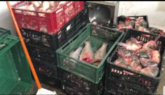OPC: Pește cu termen de valabilitate prelungit artificial, vândut în magazine din Constanța - 20190420111131-1555747954.jpg