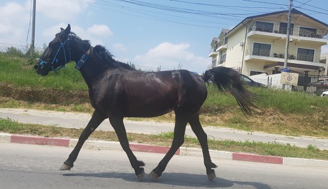Pericol public în Mamaia Nord! Un cal merge liber pe stradă! - 20190601123612-1559381992.jpg