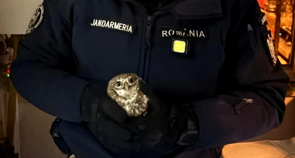 Apel neobișnuit la 112. O bufniță a intrat într-un apartament prin țeava de ventilație - 20260111-1-1768123615.webp