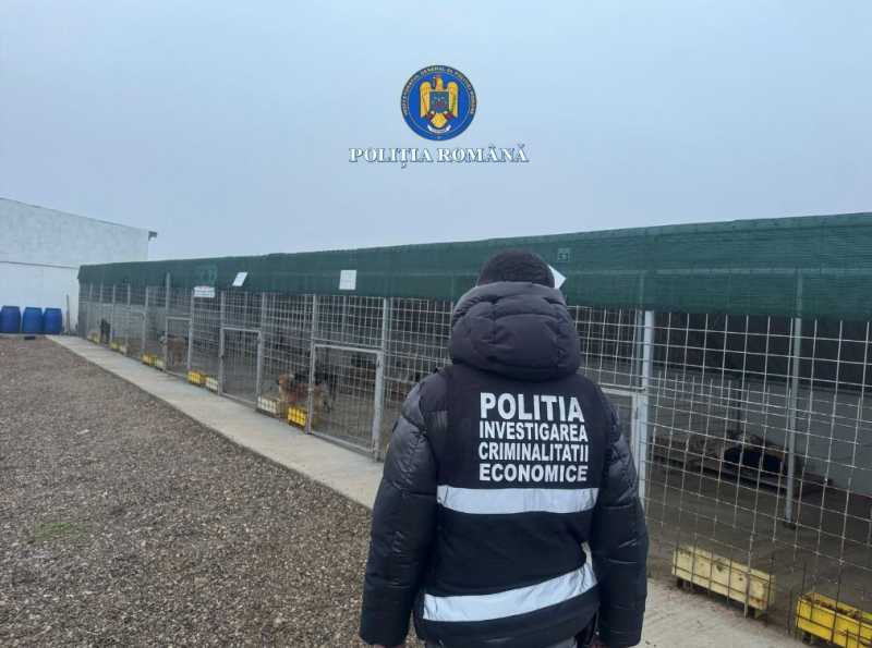 Percheziții la adăpostul de câini privat de la Suraia, după ce zeci de câini au fost uciși - 20260213094618866423-1770972243.webp
