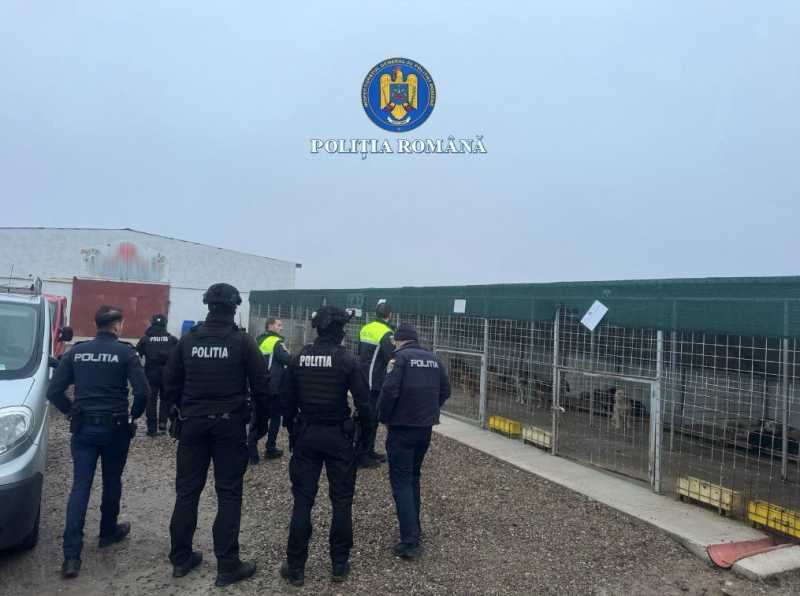 Primele măsuri după ancheta la adăpostul de câini unde animalele erau maltratate și eutanasiate - 20260213094713848982-1771066299.webp