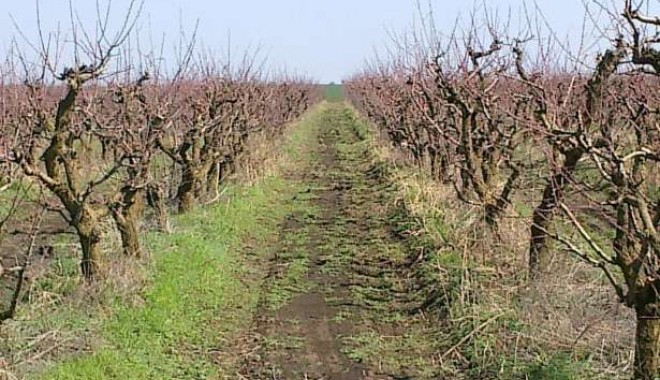 Au distrus livada de piersic pentru lemne - 20849356644x461vandlivadapiersic-1348997546.jpg