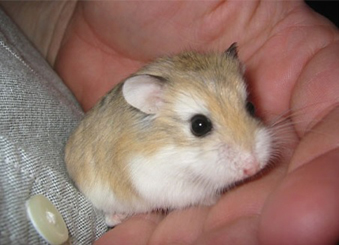 Cât de greu  se îmblânzesc hamsterii - 20ianimblanzirehamster-1390228999.jpg