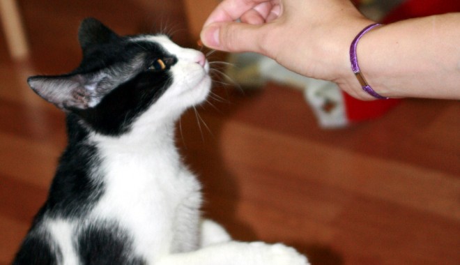 Pisica gestantă, mofturoasă la mâncare? - 20iunieveterinarpisica-1340202546.jpg
