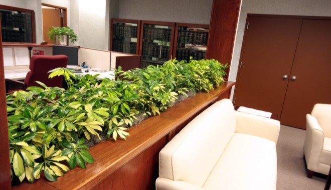 Cum îngrijești plantele de apartament - 20octplanteap-1382277275.jpg