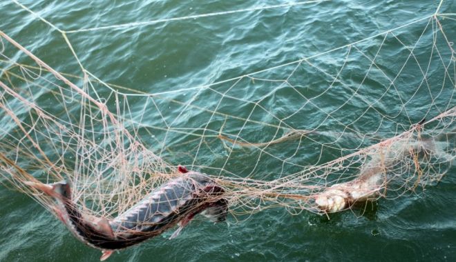 WWF: Braconajul, principala ameninţare pentru supravieţuirea sturionilor din Dunărea Inferioară