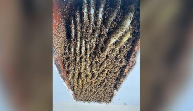 CNN: O femeie din SUA a descoperit în casa ei un stup de peste 100.000 de albine - 21043016180302beesgeorgiahomeexl-1620471462.jpg