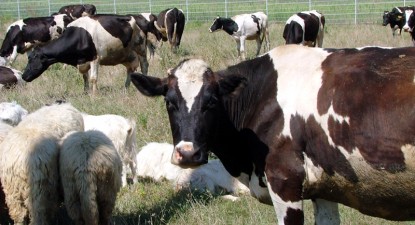Crescătorii de bovine primesc 410 lei pe cap de animal, în avans, pentru 2011 - 2146c16ba0c440c7e527a59a2111440c.jpg