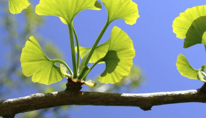 Ginkgo biloba - beneficii și reacții adverse - 21659-1417085559.jpg