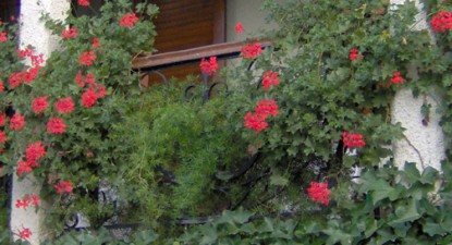 Plante pentru decorarea balconului - 2175420f07d46f9cf2b72ddea1621b62.jpg
