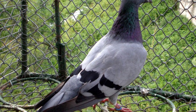 Veterinarul pe recepție - 21augveterinar-1313926517.jpg