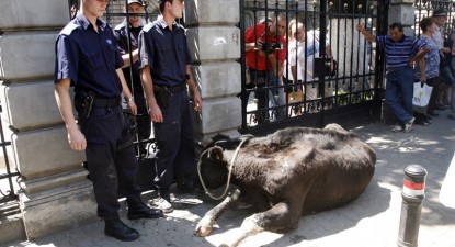 Ieri, crescătorii de bovine au pichetat Ministerul Agriculturii și Guvernul - 21dd2bb7a4d988443cb303e42afb8316.jpg