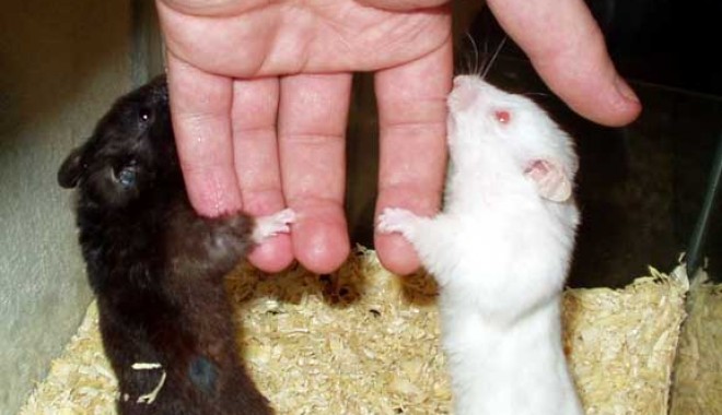 Ce trebuie să știți înainte de a vă lua un hamster - 21martieveterinar2-1332342004.jpg